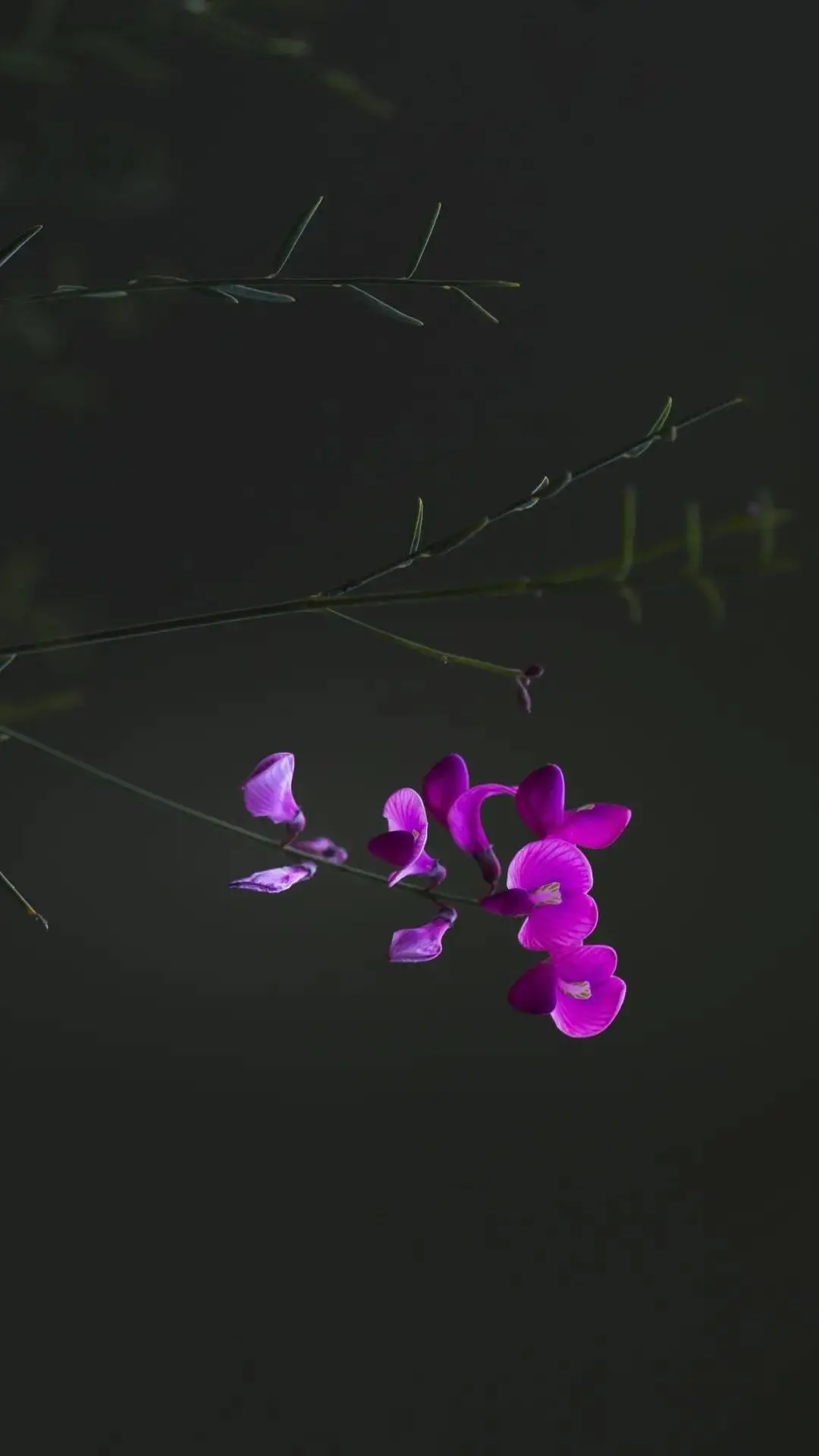 春日约定版手机凉宫怎么玩_春日凉宫的消失_凉宫春日的约定手机版