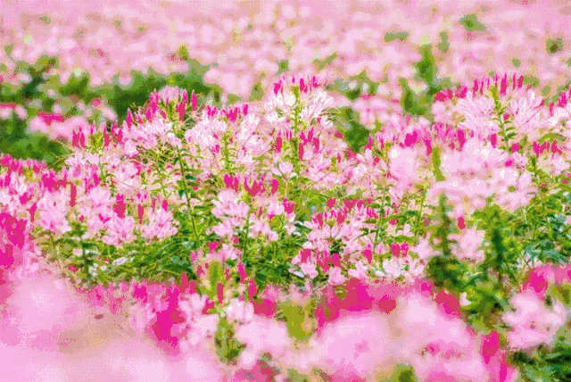 花朵可爱壁纸_花朵可爱图片_可爱花朵7k7k