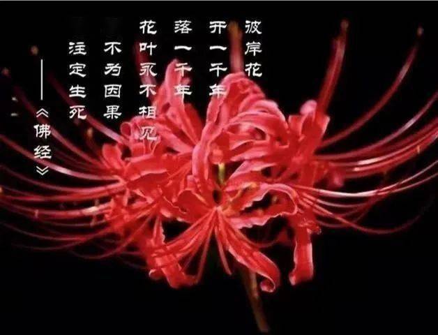 飘流幻境天空宝典下载_飘流幻境手游宝典_飘流幻境宝典