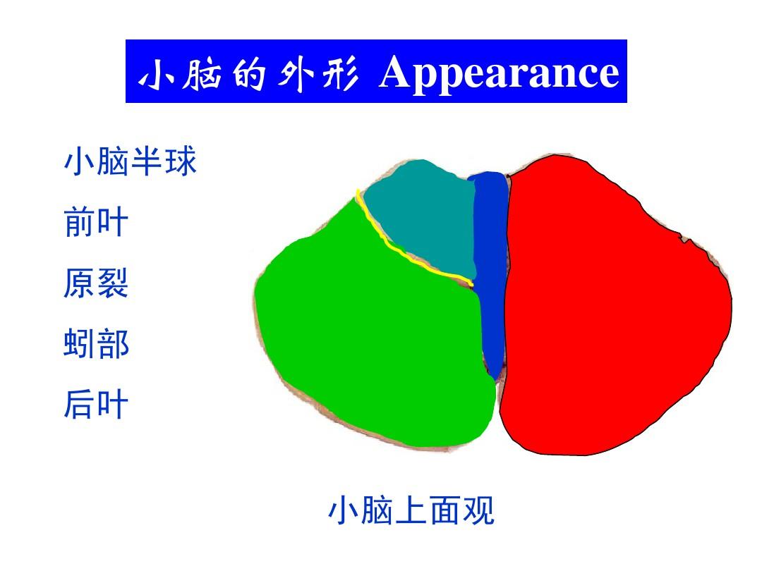 小脑蚓部症状体征_小脑蚓部图像_小脑蚓部