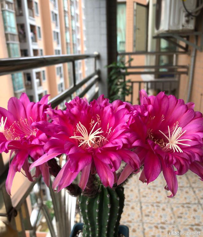 杀马特李凯qq-杀马特李凯：网络世界的不羁叛逆者，QQ 空间的独特存在