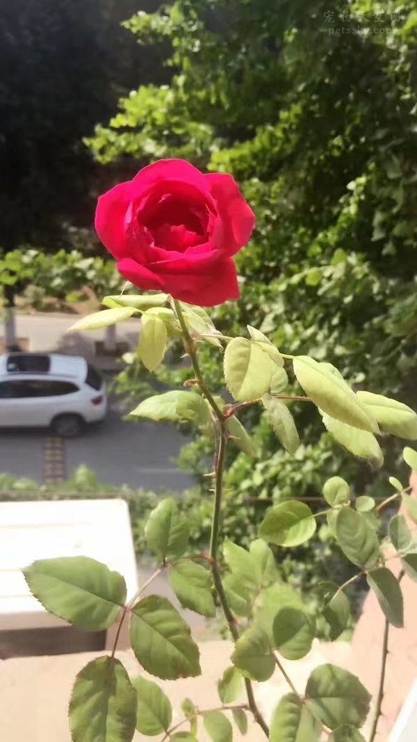 手机来电闪光软件:利弊共存,你真的需要它吗? 手机来电闪光软件:利弊共存,你真的需要它吗?